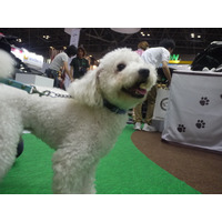 【Interpets 2014 Vol.24】ペットを連れてInterpetsに行ってみた 画像