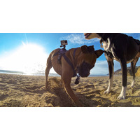 犬の視点で撮影！GoPro、初のペット向けアクセサリー「Fetch」発売 画像