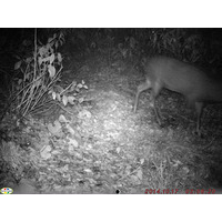 白神山地（青森県・秋田県）で赤外線監視カメラによってニホンジカの生息を確認 画像