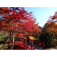 絶景！静岡の紅葉は今からが見ごろ！…ライトアップ＆つり橋からの眺望など 画像
