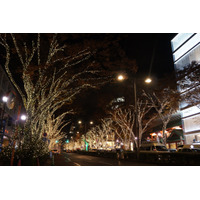 表参道でイルミネーション点灯開始…ケヤキ並木を50万個のLEDで彩る 画像
