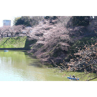 都内の桜、見頃は来週か!? 皇居近くの千鳥ヶ淵はまだ蕾も 画像