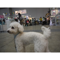 【Interpets 2015 Vol.31】にぎわう会場を動画でチェックする 画像