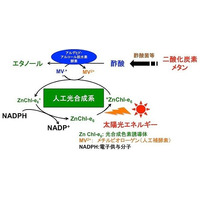 太陽光を利用してエタノールを生成、大阪市立大学とマツダが技術開発 画像