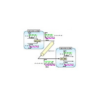 KDDI研究所、光OFDMを利用した100Gbps信号の長距離伝送実験に成功 画像