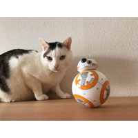 スマホで操作！SWの人気ドロイド「BB-8」を試してみた！ 画像