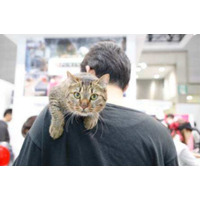 猫関連製品の出展が増加！ Interpetsが3月31日に開催 画像