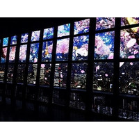 プロジェクションマッピングで“夜桜”見物、東京タワーで開催 画像