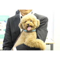 【Interpets 2016 Vol.3】愛犬のハッピー度がわかる！富士通の犬用ウェアラブル端末「わんダント2」 画像