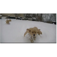 【癒し】雪のなかを駆け回るゴールデンの子犬たち 画像