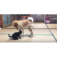 子猫ちゃんと柴犬の母のほのぼの子育て 画像