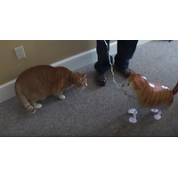 【動画】ネコ vs ネコ風船、その決着は？ 画像