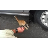 何としても阻止！車の修理を邪魔する子猫ちゃん 画像