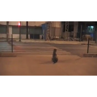 【動画】人間よりもお利口！青信号になるまで待って横断歩道を渡るイヌ 画像