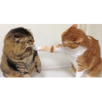 【動画】本気の猫パンチで戦い 画像