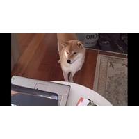 【動画】柴犬が釘付けになったパソコンの動画とは？ 画像