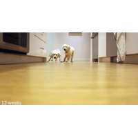 【動画】「ごはん！」で走ってくる２匹の子犬！成長記録にほっこり 画像
