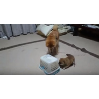 【動画】柴犬一家に起きた突然のハプニング 画像