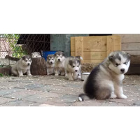【動画】かわいさテンコ盛り！マラミュートの子犬たち 画像