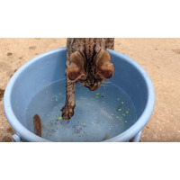 【動画】子猫がバケツの魚を捕獲するまで 画像