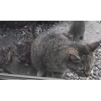 【動画】近所に猫一家が引っ越してきた 画像