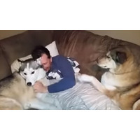 【動画】ヤキモチを妬くハスキー犬 画像