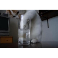 【動画】そこまでしてグラスの水を飲む？必死すぎる猫 画像