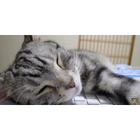 【動画】キーボードの上で寝る猫 画像