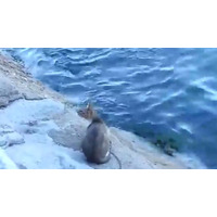 【動画】お見事！猫が泳ぐ魚を見事に捕った瞬間 画像