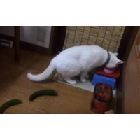 【動画】なぜにそこまで驚く！キュウリに驚く猫 画像