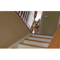 【動画】階段をトントン降りるコーギーが可愛すぎ 画像