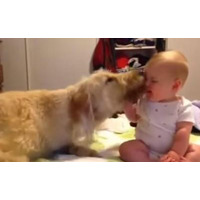【動画】赤ちゃんと犬…猛烈スキンシップ 画像