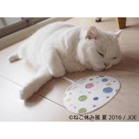 夏休みは「ねこ休み」でほっこり 画像