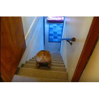 【動画】階段の上り下りが苦手なブルドッグ 画像