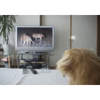 【動画】レトリバー、テレビのライオンに後ずさり 画像