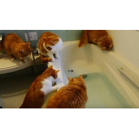 【動画】おもちゃの魚を狙ってお風呂に落ちてしまった猫 画像