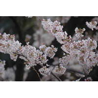 桜の開花予想が発表に！熊本3月22日、上野23日 画像