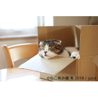 26日から開催！「ねこ休み展 冬 2018」の詳細が明らかに 画像