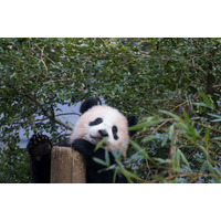 上野動物園園長、シャンシャン1歳誕生日にコメント「ほっとしています」 画像