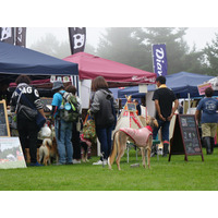 愛犬家が八ヶ岳に集合！「アウトドアドッグフェスタ in 八ケ岳 」が開幕 画像