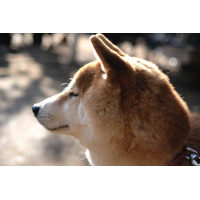 ドラマ＆映画『柴公園』、愛くるしい柴犬写真が大量公開！ 画像