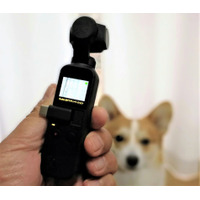 【ワンコとお出かけ　Vol.31】スタビライザー付き小型カメラ「DJI Osmo Pocket」はワンコ撮影に向いている？ 画像