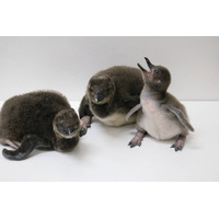今年初！すみだ水族館でマゼランペンギンの赤ちゃん誕生 画像