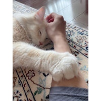DAIGO、愛猫・ジルの“まったり中”写真公開 画像