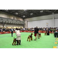 日本最大規模のドッグショーが大阪で開催 画像