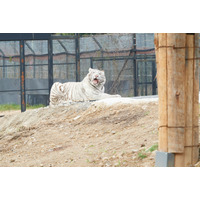 ホワイトライオンのライブ映像をWeb会議に“招待”！テレワークに癒し＆動物園応援企画 画像
