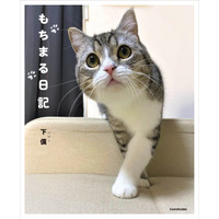 YouTube総再生5億回！猫のフォトブック『もちまる日記』オリコン「写真集」ジャンル1位に 画像