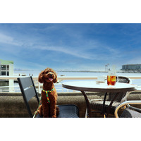 愛犬とホテルで贅沢な時間！横浜港一望のドッグテラス 画像