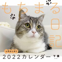 世界一の猫になった人気YouTubeチャンネル「もちまる日記」新作カレンダー発売決定 画像