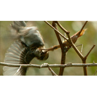 世界初撮影！カマキリが鳥を狩る……NHK『ダーウィンが来た！』8日放送 画像